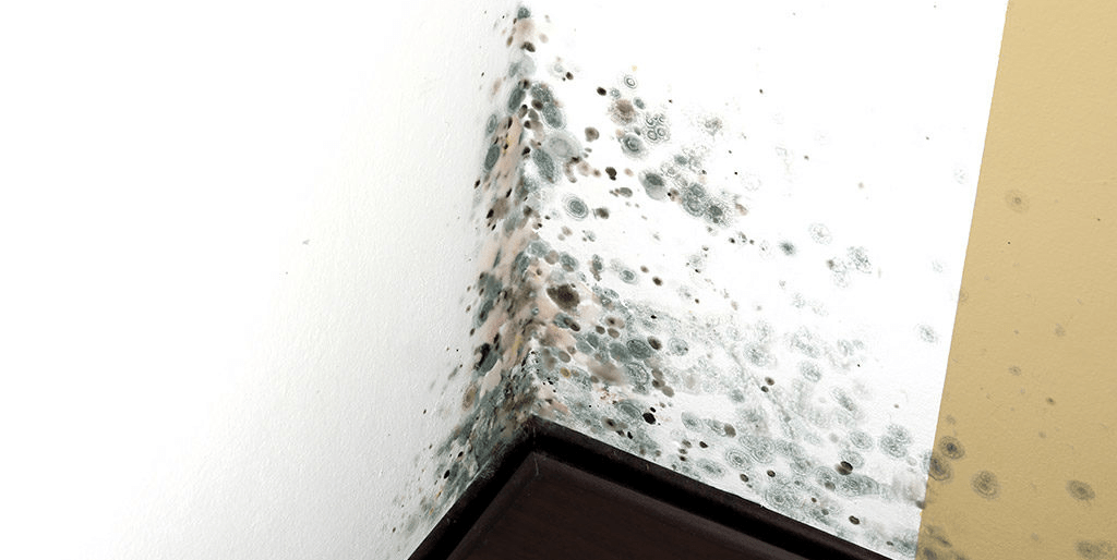 Як позбутися цвілі на стінах